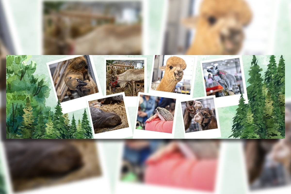 Odkryj świat zwierząt na ZOOPARKU 2025! Odwiedź jedyne ZOO w Lublinie! 1 grafika zoo park 2025